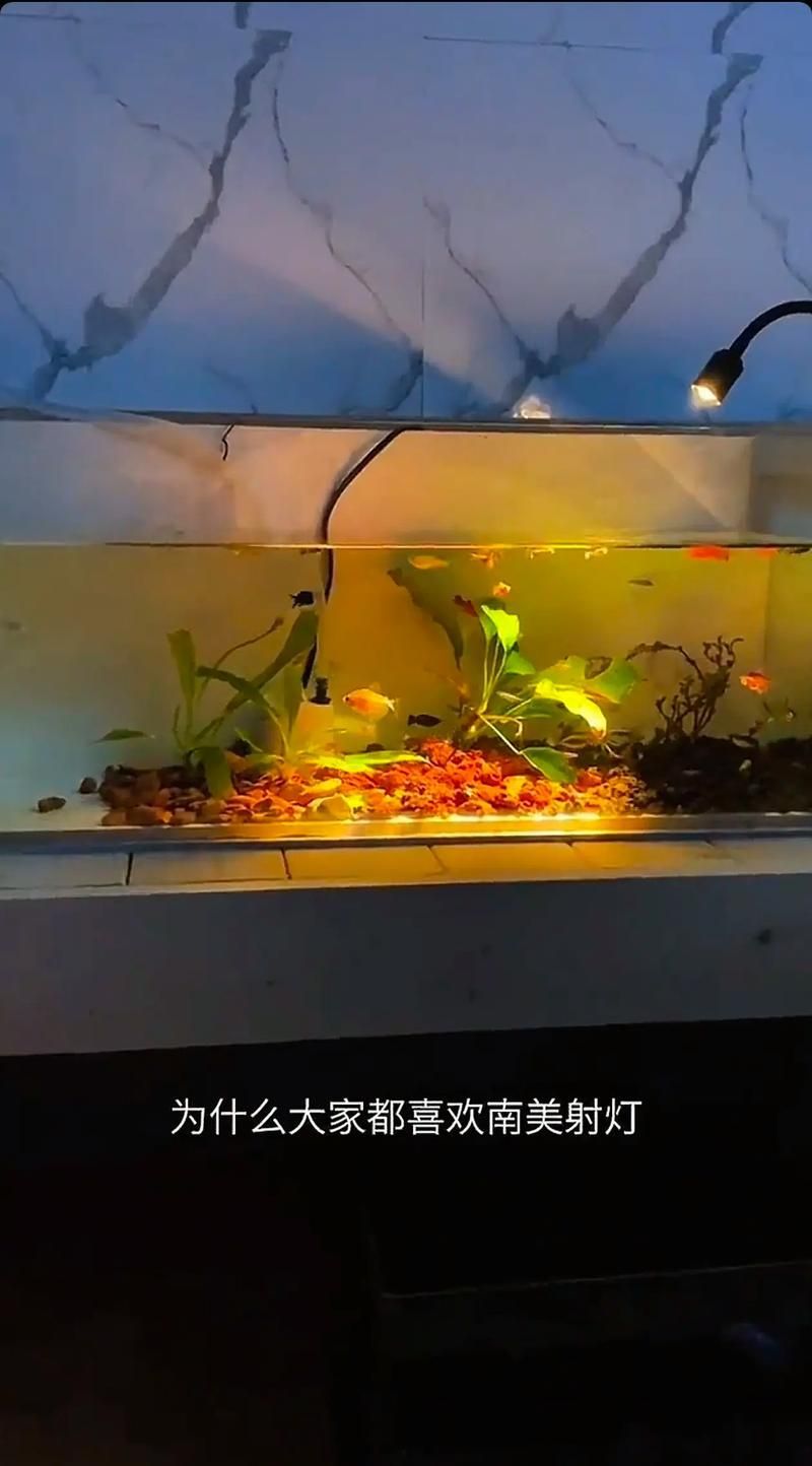 有哪些類型的魚缸燈光可供選擇？，常見的魚缸燈光類型