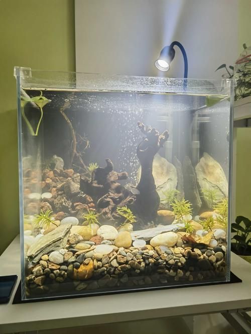 有哪些類型的魚缸燈光可供選擇？，常見的魚缸燈光類型