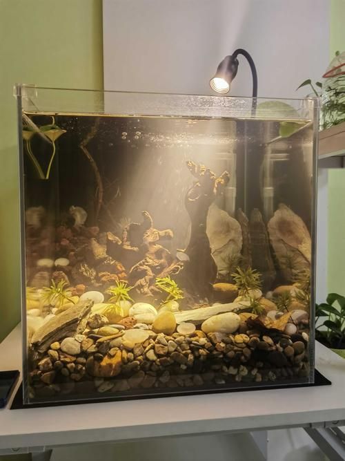 有哪些類型的魚缸燈光可供選擇？，常見的魚缸燈光類型