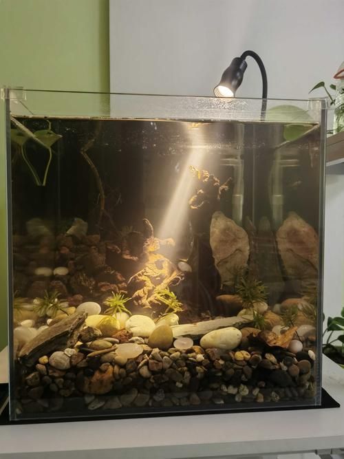 有哪些類型的魚缸燈光可供選擇？，常見的魚缸燈光類型
