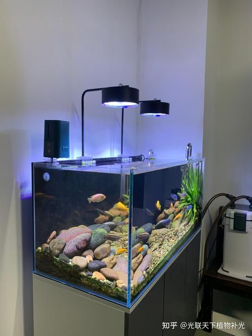 有哪些類型的魚缸燈光可供選擇？，常見的魚缸燈光類型