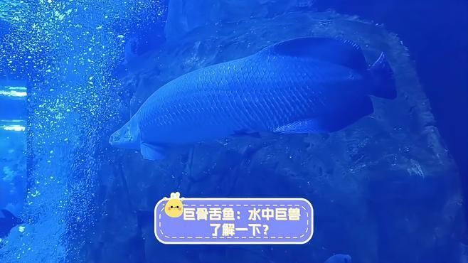 巨骨舌魚在哪些水域有分布，亞馬遜河的“淡水巨無霸”自然野生動(dòng)物日記:巨骨舌魚