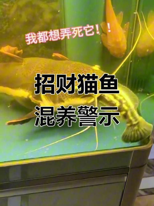 能給出更多招財貓混養的圖片示例嗎，關于招財貓混養的圖片示例，招財貓與哪些魚類混養最佳