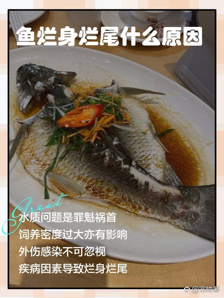 有哪些中藥可以治療魚爛身