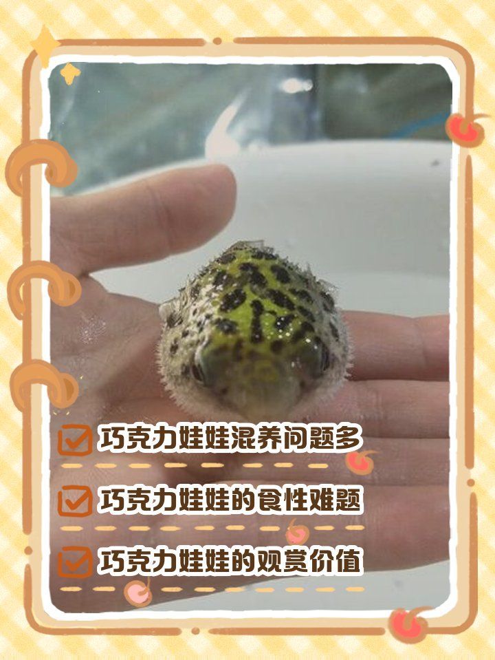 巧克力娃娃魚(yú)適合哪些混養(yǎng)環(huán)境，巧克力娃娃魚(yú)混養(yǎng)可行性清單巧克力娃娃魚(yú)混養(yǎng)成功案例