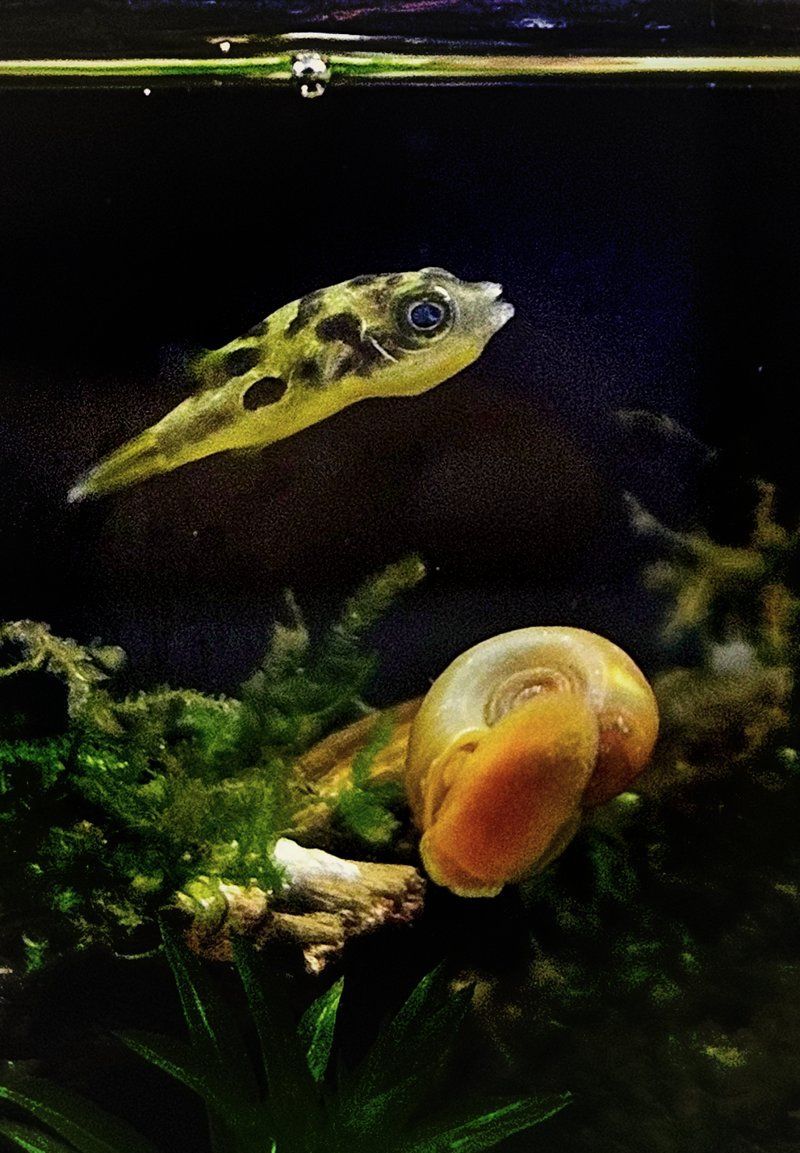 巧克力娃娃魚(yú)適合哪些混養(yǎng)環(huán)境，巧克力娃娃魚(yú)混養(yǎng)可行性清單巧克力娃娃魚(yú)混養(yǎng)成功案例
