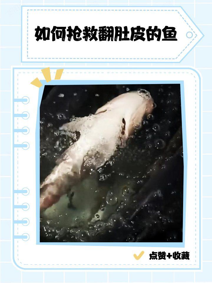 龍魚翻肚后多久喂食合適