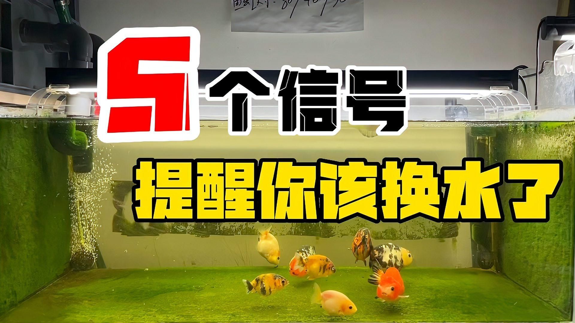 如何判斷是否需要換水，暗藏玄機——換水時機不對，可能傷魚又費力