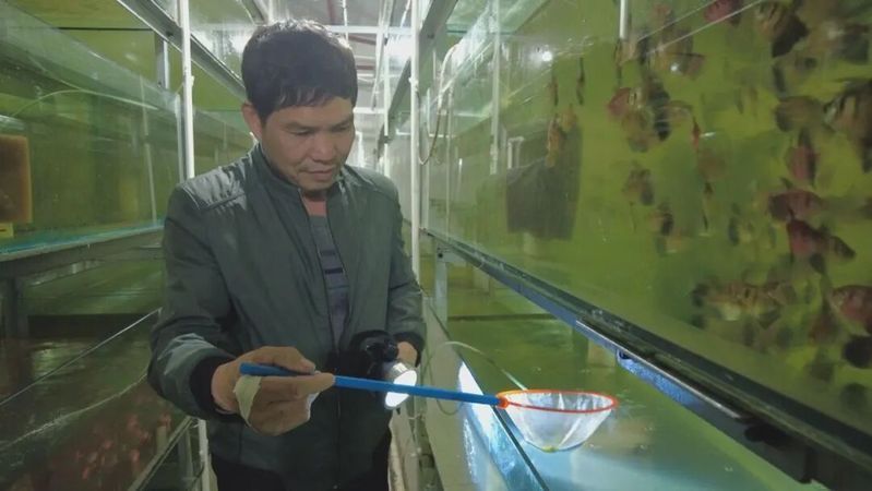 泰寧龍魚養殖環境如何？，寧龍魚養殖環境分析