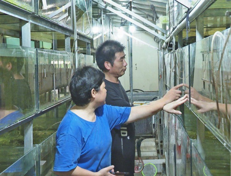 泰寧龍魚養殖環境如何？，寧龍魚養殖環境分析