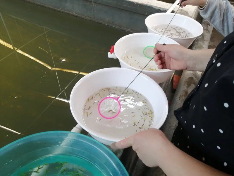 泰寧龍魚養殖環境如何？，寧龍魚養殖環境分析