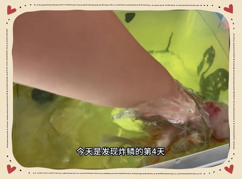 有哪些藥物可以治療金魚大肚子炸鱗，金魚大肚子炸鱗怎么辦