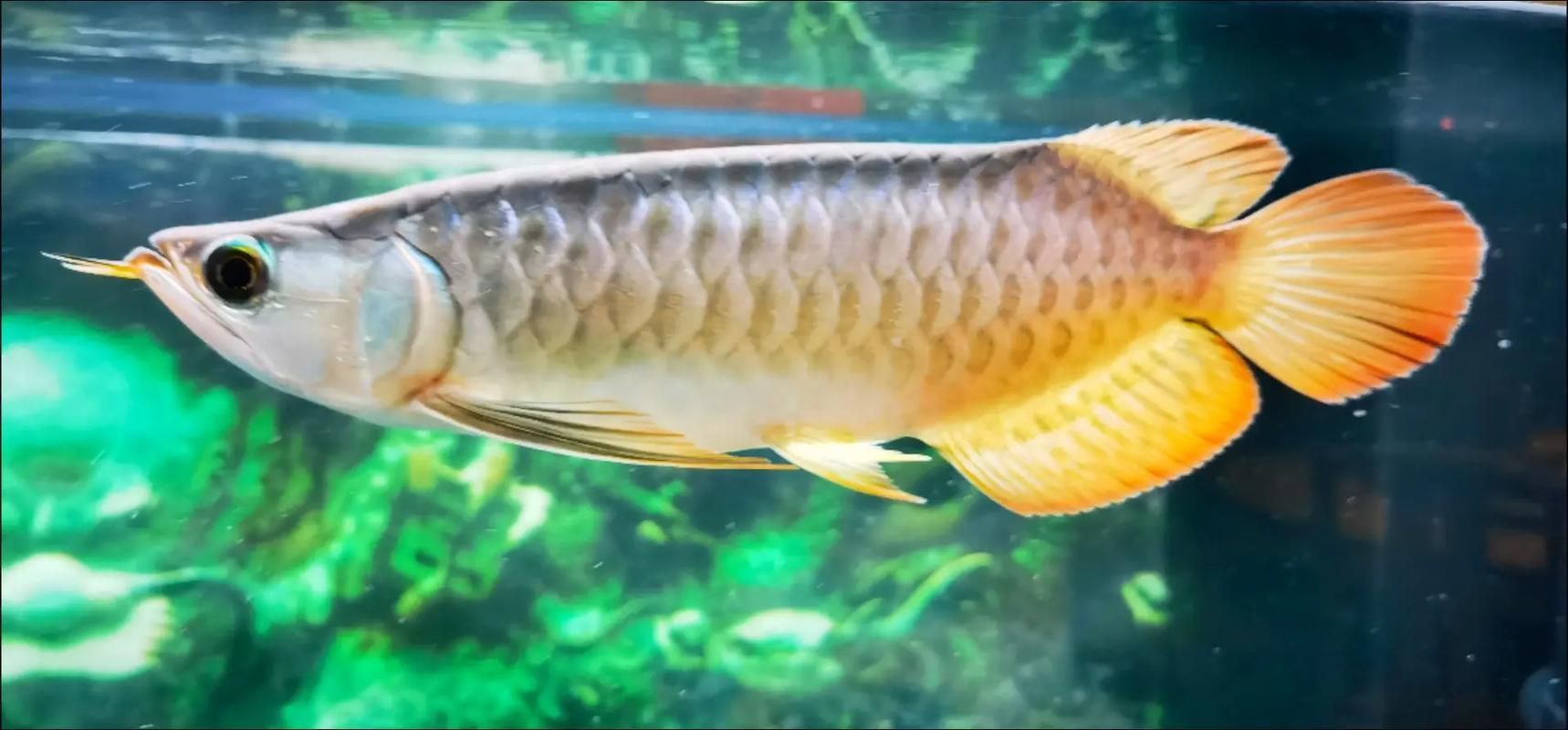 安平龍魚的市場價格，國際觀賞魚市場對于安平龍魚的認知與定價參考