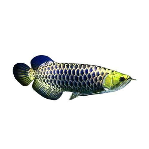龍魚哪個(gè)品種最好最貴，龍魚價(jià)格大揭秘