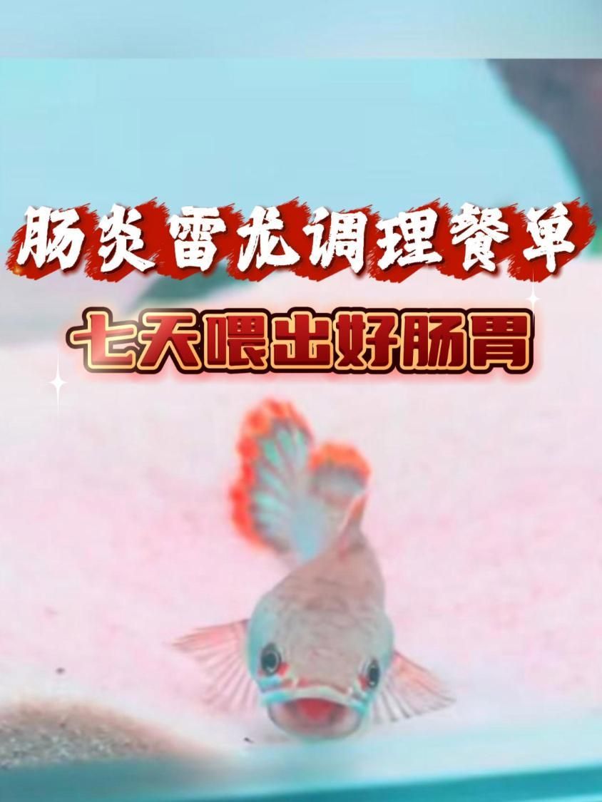龍魚腸炎多久能恢復，龍魚腸炎恢復時間