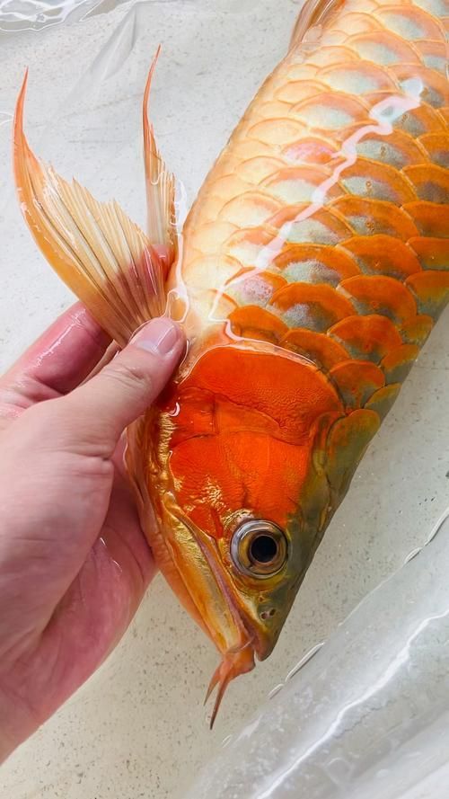 成安龍魚有哪些品種？，“成安龍魚”與“成安龍魚的品種差異，成安龍魚需規劃