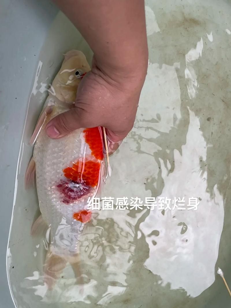 如何預(yù)防錦鯉爛身病，錦鯉爛身病的系統(tǒng)性預(yù)防指南