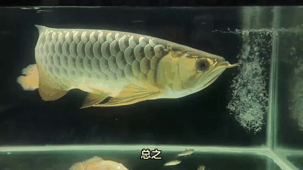 世界拍賣會上還有哪些高價龍魚？，世界拍賣會上最貴的龍魚，100萬美元一條，你知道嗎？