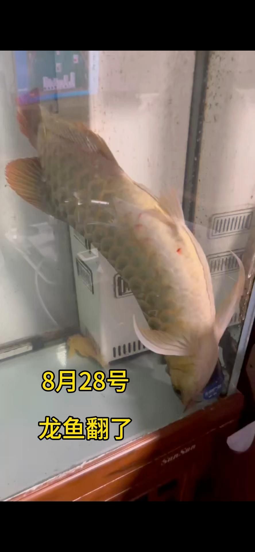 龍魚翻肚后多久能恢復(fù)？，龍魚翻肚后如何判斷是否恢復(fù)正常，如何判斷龍魚翻肚的原因