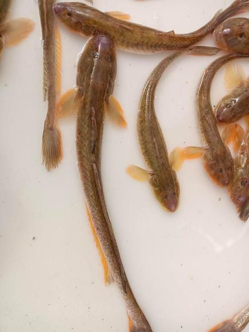 鷹手營子礦龍魚和龍尾魚哪個更有價值，鷹手營子礦“龍魚”與“龍尾魚”的區(qū)別