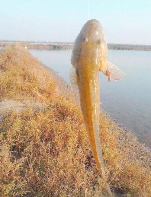 鷹手營子礦龍魚和龍尾魚哪個更有價值，鷹手營子礦“龍魚”與“龍尾魚”的區(qū)別
