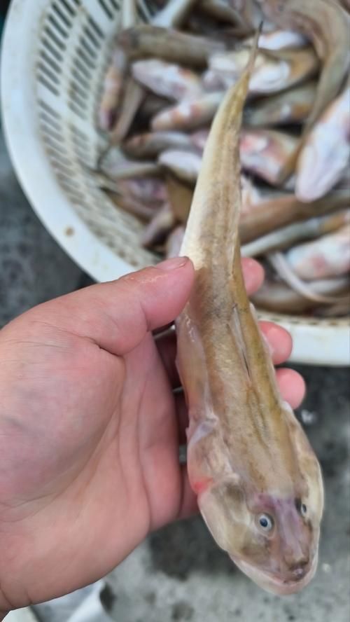 鷹手營子礦龍魚和龍尾魚哪個更有價值，鷹手營子礦“龍魚”與“龍尾魚”的區(qū)別