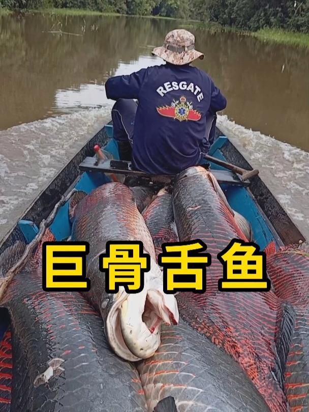 人類對巨骨舌魚的捕撈有哪些限制，巨骨舌社區(qū)被賦予了什么權(quán)限？ 人類對巨骨舌魚的捕撈有哪些限制，巨骨舌社區(qū)被賦予了什么權(quán)限？ 龍魚百科 第2張