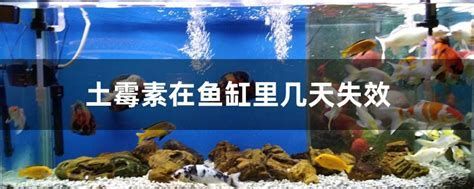 土霉素治療龍魚炸鱗需要多久見效？