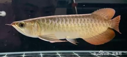如何辨別印尼紅龍魚幼苗的真偽？，如何辨別印尼紅龍魚幼苗的真偽