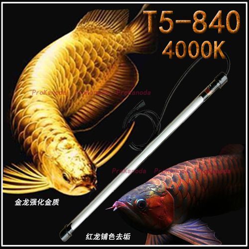 請提供金龍魚爬背的圖片或視頻，如何判斷金龍魚是否爬背