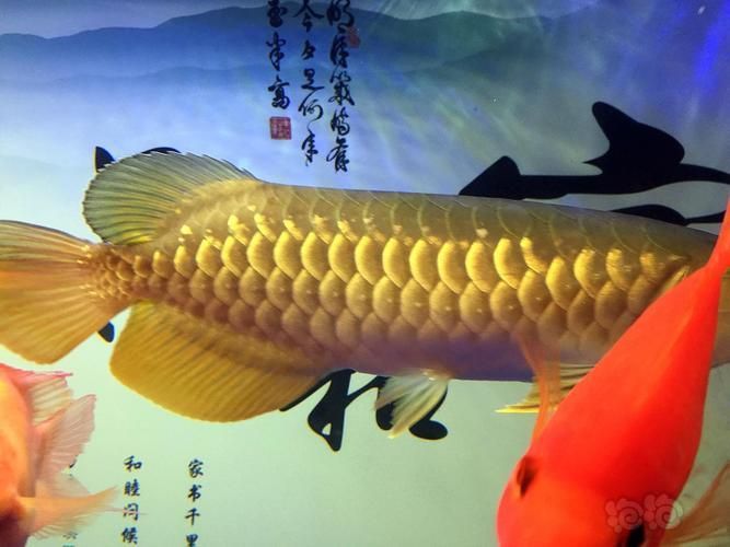 請提供金龍魚爬背的圖片或視頻，如何判斷金龍魚是否爬背