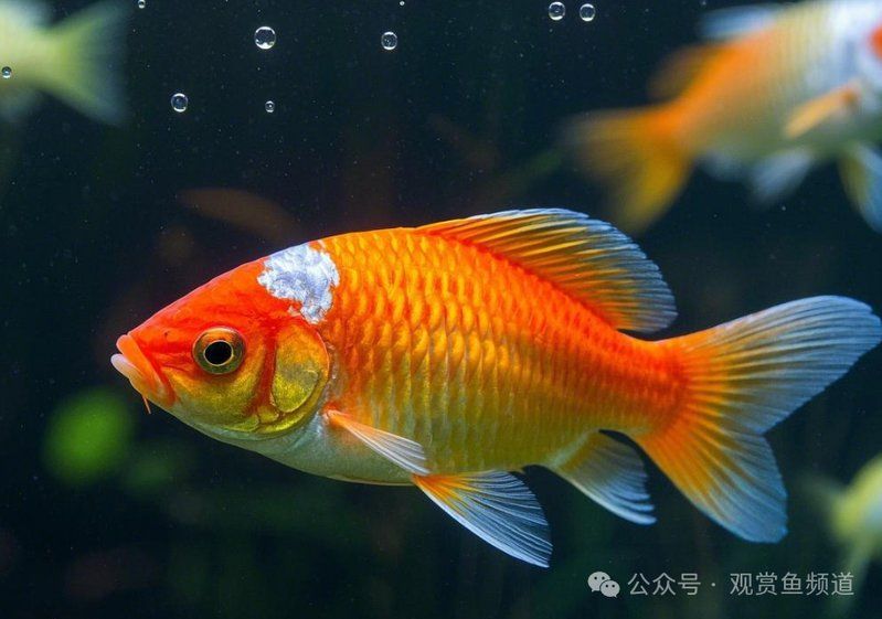 觀賞魚疾病預防指南，觀賞魚疾病預防