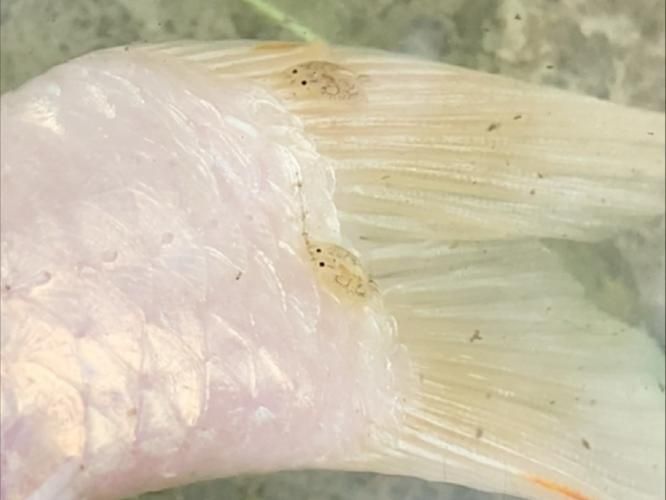 如何判斷魚虱子感染是否嚴重，arxiv論文助手arxiv論文助手魚虱子感染是否嚴重