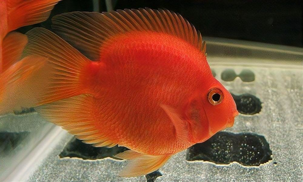 如何判斷魚缸是否需要補光？，如何判斷魚缸是否需要補光