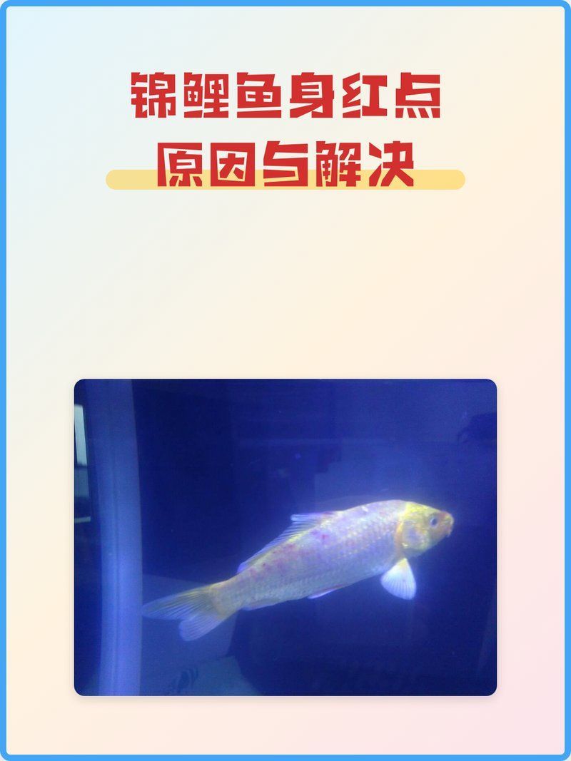 白錦鯉身體發紅會持續多久，寵物營養小課堂，白錦鯉身體發紅會自行恢復嗎