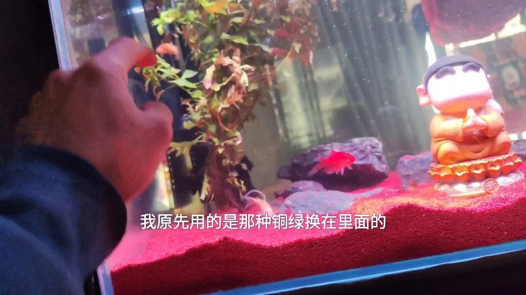 雷龍魚眼睛有白膜怎么治，雷龍魚眼睛出現白膜會自愈嗎