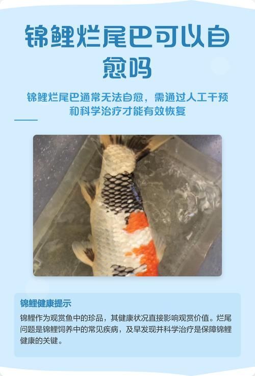 如何預防錦鯉爛尾病，關于錦鯉爛尾病預防指南