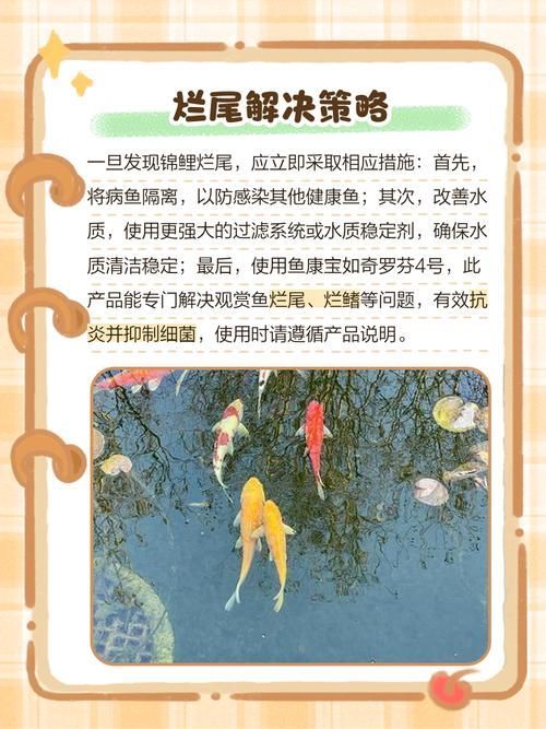 如何預防錦鯉爛尾病，關于錦鯉爛尾病預防指南