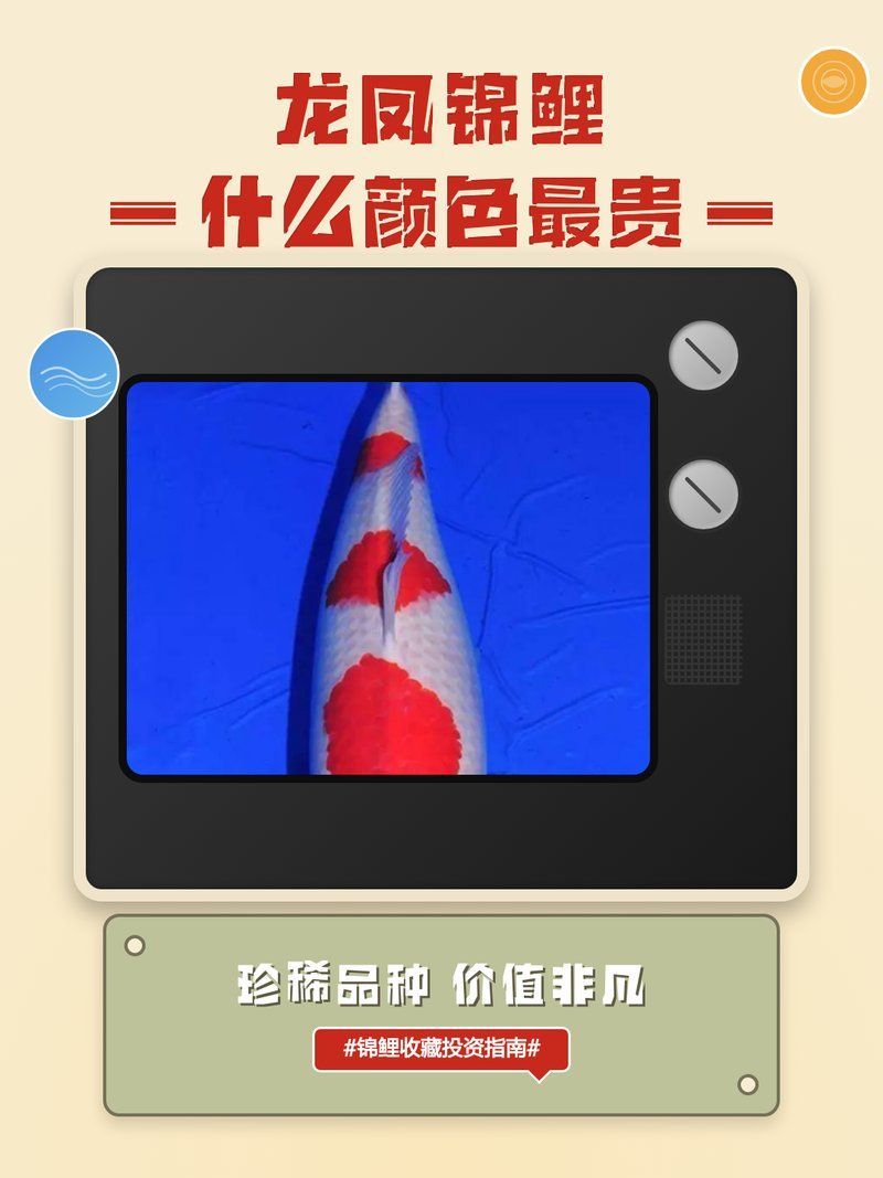 龍鳳錦鯉的價格是多少