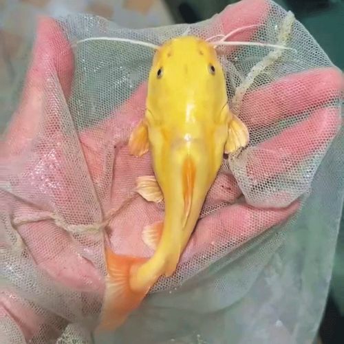 招財(cái)貓魚混養(yǎng)最佳搭配圖，招財(cái)貓魚與招財(cái)貓魚混養(yǎng)搭配清單，招財(cái)貓魚混養(yǎng)搭配清單