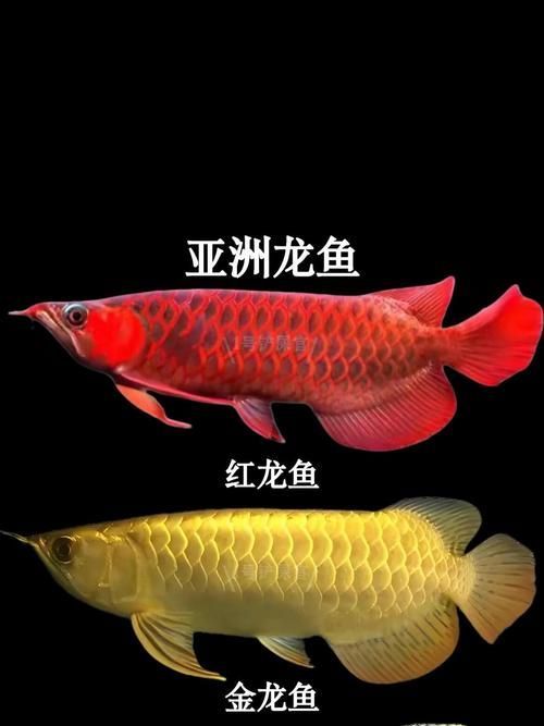 英德龍魚有哪些獨特的品種？，亞洲龍魚中最具代表性的獨特品種英德龍魚品種對照表