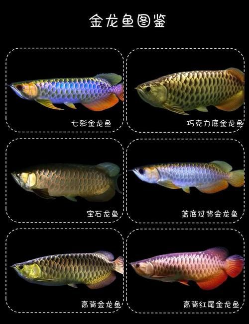 英德龍魚有哪些獨特的品種？，亞洲龍魚中最具代表性的獨特品種英德龍魚品種對照表