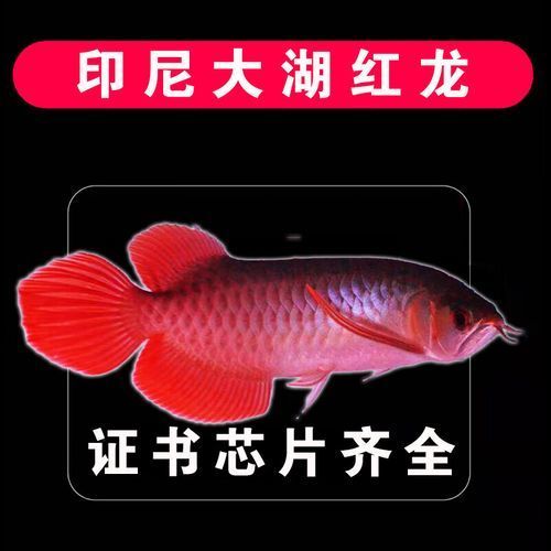 大龍魚的價(jià)格是多少？，印尼大湖紅龍魚百度優(yōu)選推薦￥1490金龍熱帶魚