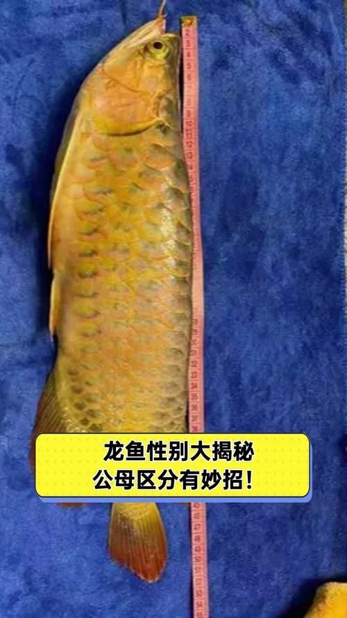 給我一些鑒別真假河北龍魚的圖片，如何鑒別真假河北龍魚