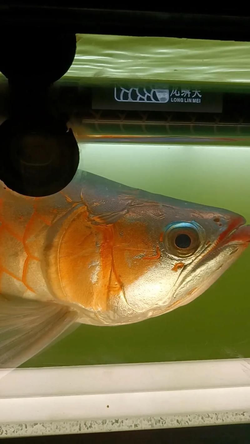 龍魚鱗片發黑后如何判斷是否自愈？，龍魚鱗片發黑后如何判斷是否自愈