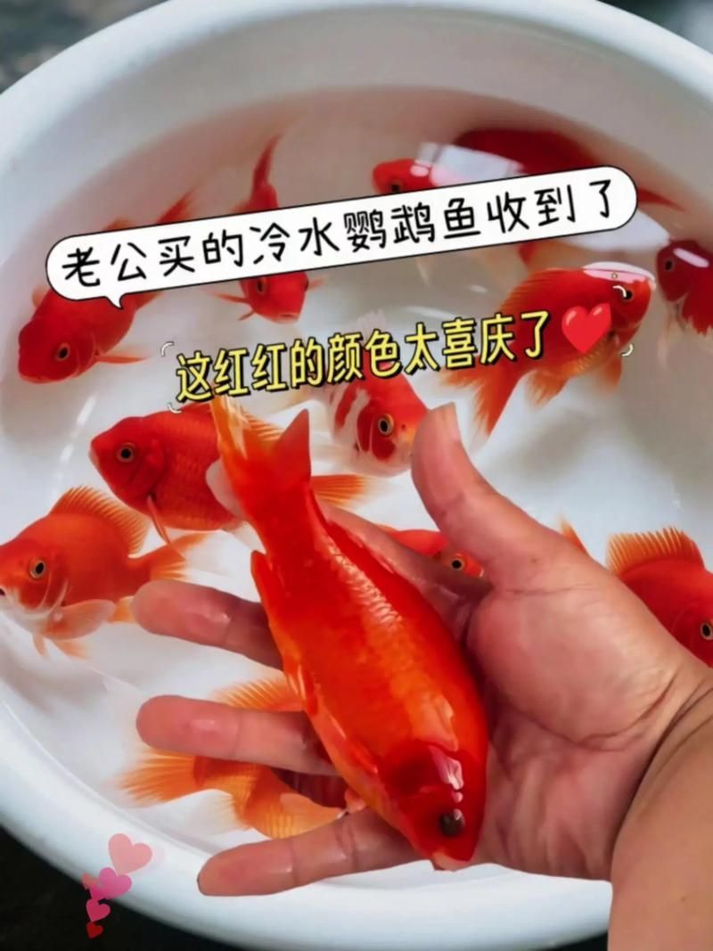 血鸚鵡魚的價(jià)格是多少，血鸚鵡魚有哪些常見疾病,如何挑選高質(zhì)量的血鸚鵡魚