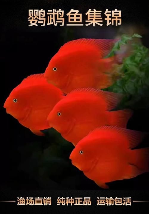 血鸚鵡魚的價(jià)格是多少，血鸚鵡魚有哪些常見疾病,如何挑選高質(zhì)量的血鸚鵡魚