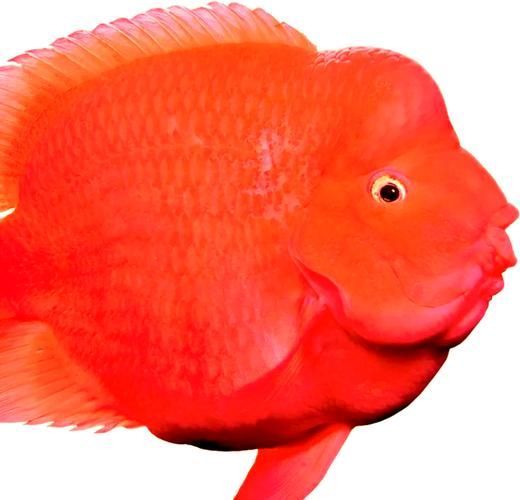 血鸚鵡魚的價(jià)格是多少，血鸚鵡魚有哪些常見疾病,如何挑選高質(zhì)量的血鸚鵡魚
