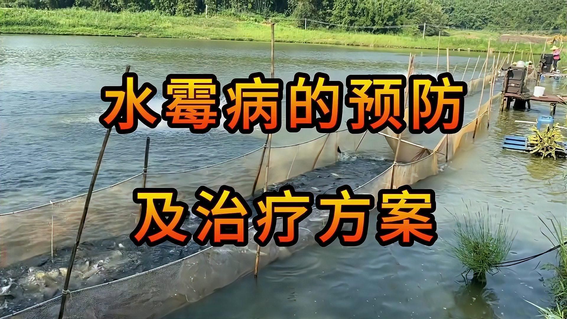 如何判斷魚(yú)缸絮狀物是否由病菌引起，如何判斷魚(yú)缸中的絮狀物是否由病菌引起？