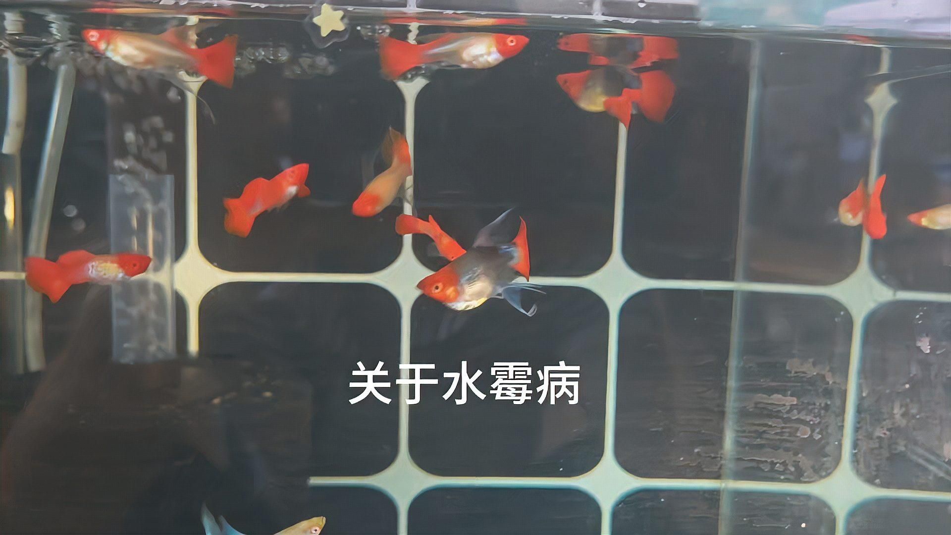 如何判斷魚(yú)缸絮狀物是否由病菌引起，如何判斷魚(yú)缸中的絮狀物是否由病菌引起？